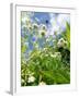 Garden Flowers-Tim Kahane-Framed Photographic Print