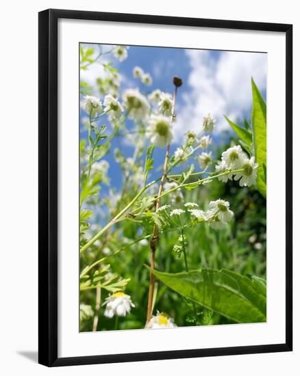 Garden Flowers-Tim Kahane-Framed Photographic Print