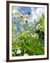 Garden Flowers-Tim Kahane-Framed Photographic Print