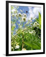 Garden Flowers-Tim Kahane-Framed Photographic Print