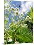 Garden Flowers-Tim Kahane-Mounted Photographic Print