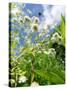 Garden Flowers-Tim Kahane-Stretched Canvas