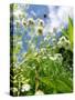 Garden Flowers-Tim Kahane-Stretched Canvas