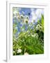 Garden Flowers-Tim Kahane-Framed Photographic Print