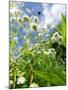 Garden Flowers-Tim Kahane-Mounted Photographic Print