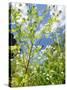 Garden Flowers-Tim Kahane-Stretched Canvas