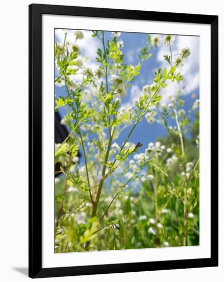 Garden Flowers-Tim Kahane-Framed Photographic Print