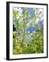 Garden Flowers-Tim Kahane-Framed Photographic Print