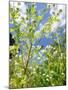 Garden Flowers-Tim Kahane-Mounted Photographic Print