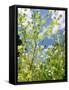 Garden Flowers-Tim Kahane-Framed Stretched Canvas