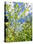 Garden Flowers-Tim Kahane-Stretched Canvas