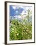 Garden Flowers-Tim Kahane-Framed Photographic Print