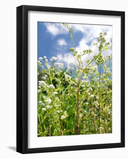 Garden Flowers-Tim Kahane-Framed Photographic Print