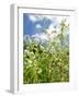 Garden Flowers-Tim Kahane-Framed Photographic Print