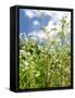 Garden Flowers-Tim Kahane-Framed Stretched Canvas