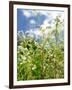 Garden Flowers-Tim Kahane-Framed Photographic Print