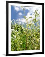 Garden Flowers-Tim Kahane-Framed Photographic Print