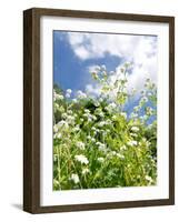 Garden Flowers-Tim Kahane-Framed Photographic Print