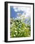 Garden Flowers-Tim Kahane-Framed Photographic Print