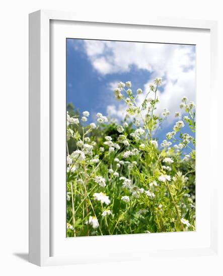 Garden Flowers-Tim Kahane-Framed Photographic Print