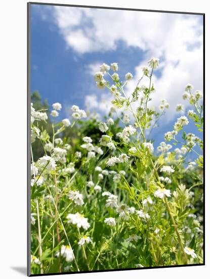 Garden Flowers-Tim Kahane-Mounted Photographic Print