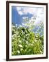 Garden Flowers-Tim Kahane-Framed Photographic Print