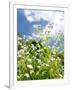 Garden Flowers-Tim Kahane-Framed Photographic Print