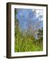 Garden Flowers-Tim Kahane-Framed Photographic Print