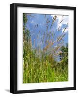 Garden Flowers-Tim Kahane-Framed Photographic Print