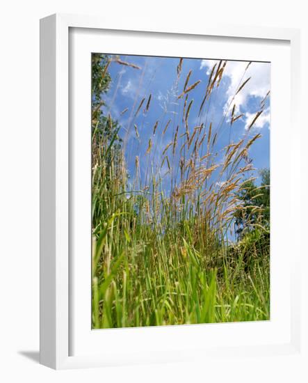 Garden Flowers-Tim Kahane-Framed Photographic Print