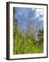 Garden Flowers-Tim Kahane-Framed Photographic Print