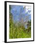 Garden Flowers-Tim Kahane-Framed Photographic Print