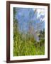 Garden Flowers-Tim Kahane-Framed Photographic Print