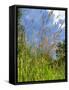 Garden Flowers-Tim Kahane-Framed Stretched Canvas