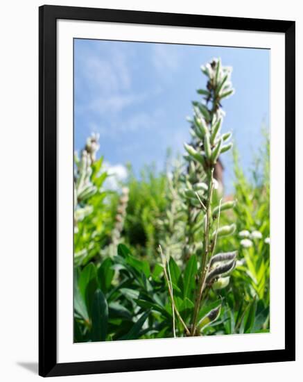 Garden Flowers-Tim Kahane-Framed Photographic Print