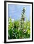 Garden Flowers-Tim Kahane-Framed Photographic Print