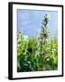 Garden Flowers-Tim Kahane-Framed Photographic Print