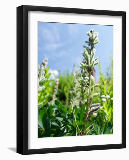 Garden Flowers-Tim Kahane-Framed Photographic Print