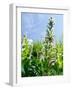 Garden Flowers-Tim Kahane-Framed Photographic Print