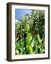 Garden Flowers-Tim Kahane-Framed Premium Photographic Print