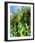 Garden Flowers-Tim Kahane-Framed Premium Photographic Print