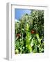 Garden Flowers-Tim Kahane-Framed Premium Photographic Print