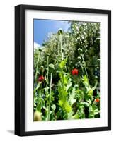 Garden Flowers-Tim Kahane-Framed Photographic Print