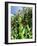 Garden Flowers-Tim Kahane-Framed Photographic Print