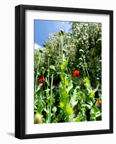 Garden Flowers-Tim Kahane-Framed Photographic Print