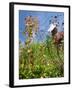 Garden Flowers-Tim Kahane-Framed Photographic Print