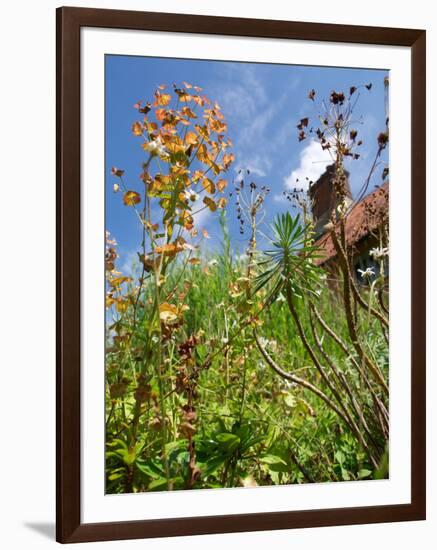 Garden Flowers-Tim Kahane-Framed Photographic Print