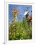 Garden Flowers-Tim Kahane-Framed Photographic Print