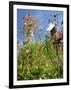 Garden Flowers-Tim Kahane-Framed Photographic Print