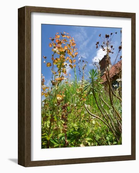 Garden Flowers-Tim Kahane-Framed Photographic Print